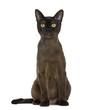 Bombay Cat Sitting, Isolated O...