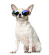 Chihuahua (2 years old) sitting and wearing sunglasses