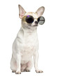 Chihuahua (2 years old) sitting and wearing sunglasses
