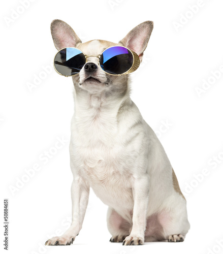 Photo: Chihuahua (2 years old) sitting and wearing sunglasses Chihuahua (2 years old) sitting and wearing sunglasses