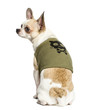 Rear view of a Chihuahua (2years old) sitting