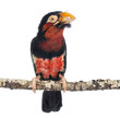 Bearded Barbet on a branch - Lybius dubius