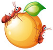 An orange fruit with two ants