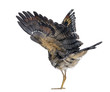 Rear view of a Sunbittern - Eurypyga helias - Isolated on White