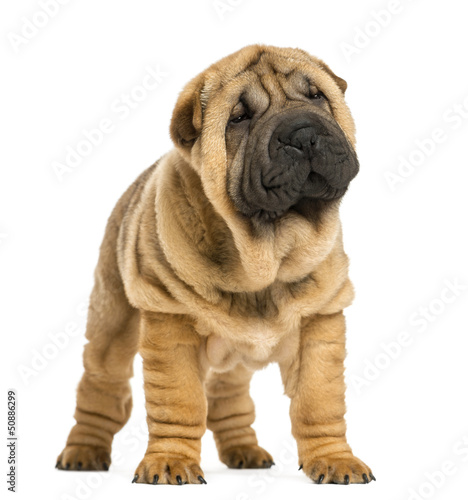 Photo: Front view of Shar pei puppy looking away (11 weeks old) Front view of Shar pei puppy looking away (11 weeks old)