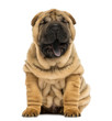 Front view of a Shar pei puppy, open mouth, yawning