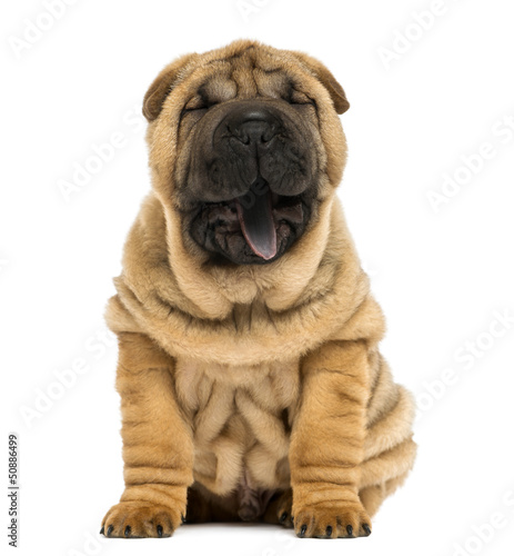 Photo: Front view of a Shar pei puppy, open mouth, yawning Front view of a Shar pei puppy, open mouth, yawning