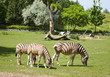 Photo: Young zebras Young zebras