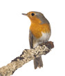 European Robin perched on a branch - Erithacus rubecula