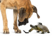 Great Dane looking at a turtle and insects, isolated on white