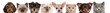 group of cropped view of Cat and Dog heads isolated on white