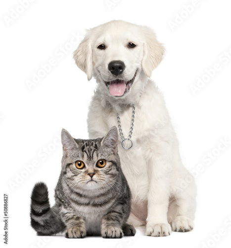 Photo: Golden Retriever puppy (14 weeks old) sitting next to a Cat Golden Retriever puppy (14 weeks old) sitting next to a Cat