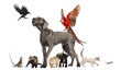 Group of pets,Group of pets - Dog, cat, bird, reptile, rabbit,..