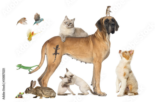 Photo: Group of pets together isolated on white Group of pets together isolated on white