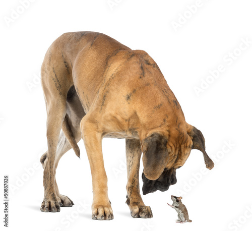 Photo: Great Dane looking at a mouse standing up, isolated on white Great Dane looking at a mouse standing up, isolated on white