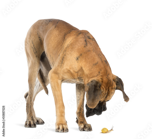 Photo: Great Dane looking at a snail, isolated on white Great Dane looking at a snail, isolated on white