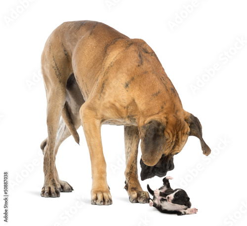Photo: Great Dane looking at a Bearded Collie puppy rolling over Great Dane looking at a Bearded Collie puppy rolling over