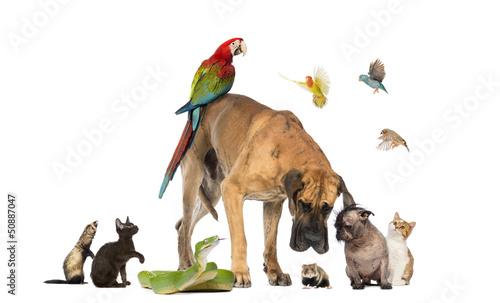 Photo: Group of pets together isolated on white Group of pets together isolated on white