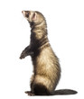 Ferret standing on hind legs and looking up, isolated on white