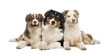 Group Of Australian Shepherd L...