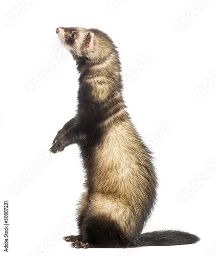Photo: Ferret standing on hind legs and looking up, isolated on white Ferret standing on hind legs and looking up, isolated on white