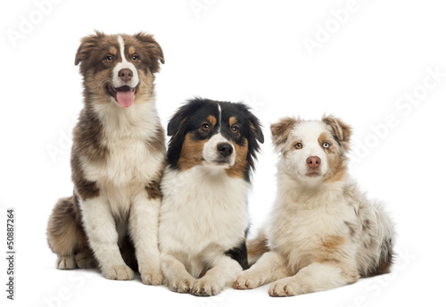 Photo: Group of Australian Shepherd lying and sitting Group of Australian Shepherd lying and sitting