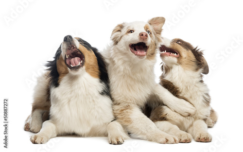 Photo: Group of Australian Shepherd lying and playing Group of Australian Shepherd lying and playing