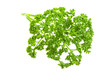 Parsley branch