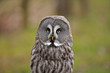 Strix nebulosa, chouette lapone, great great owl