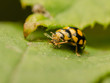 Yellow Ladybug Eating An Ant