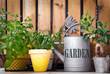 Aromatic herbs garden