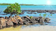 tropical landscape