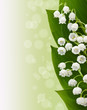 lilies of the valley
