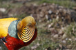 balzender Goldfasan