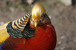 Goldfasan