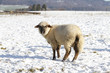 Photo: Schaf im Schnee Schaf im Schnee
