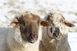 Photo: Schafe im Schnee Schafe im Schnee