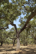 Cork trees