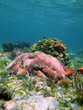 Colorful corals with sea star