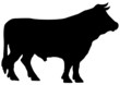bull
