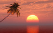 Palms