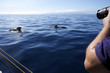 Foto: Grindwale beim whale watching Grindwale beim whale watching