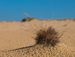 Grass plant