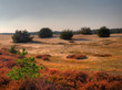 Five bushes