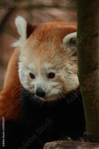 Photo: Petit panda roux de chine Petit panda roux de chine