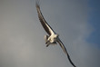 Eagle in the Whitsundays