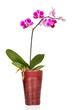 Foto: Beautiful flower orchid. Beautiful flower orchid.