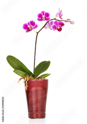 Photo: Beautiful flower orchid. Beautiful flower orchid.