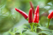 plant of ornamental chili in vegetable garden, spicy and natural
