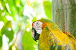 Colourful parrot bird sitting on the perch